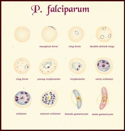 Plasmodium falciparum stage